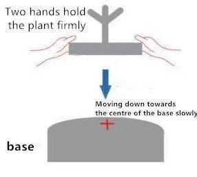 Magnetic Levitation  Bonsai Plant